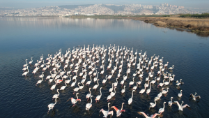 at-flamingolar-at-izmitkorfezi-at-kuslar / 3183
