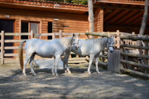 beyaz-atlar / 6296