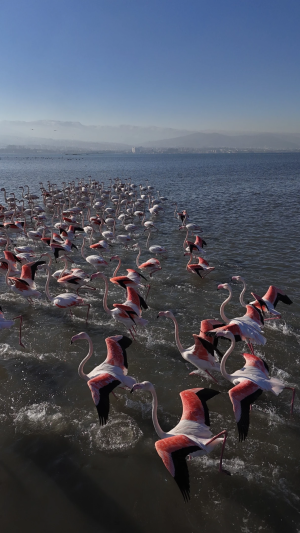 izmitkorfezisakinleriflamingolar-flamingo-izmitsahil / 8581
